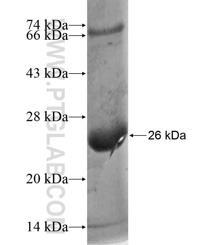 PDPN fusion protein Ag17691 SDS-PAGE