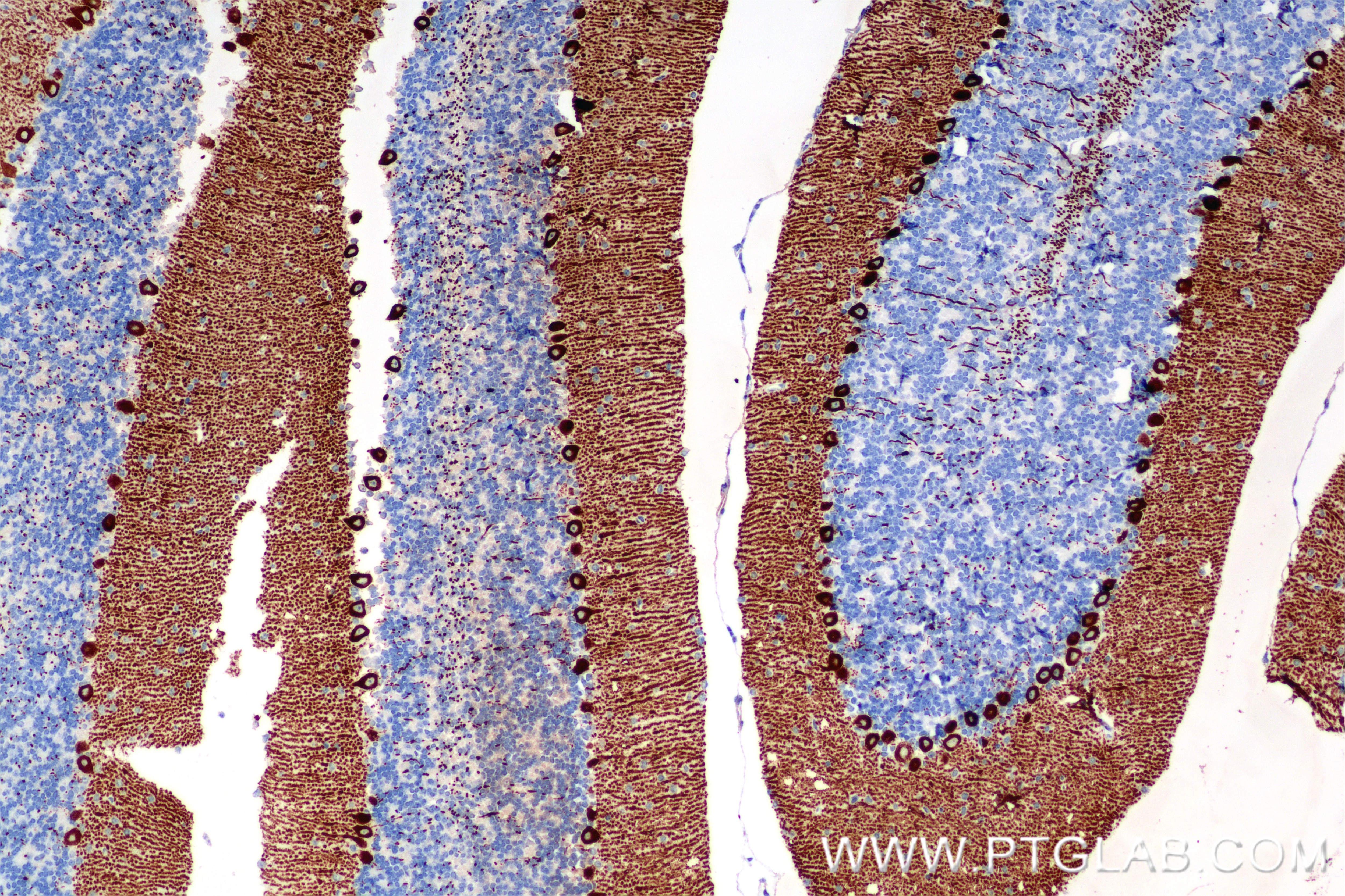 Immunohistochemistry (IHC) staining of mouse cerebellum tissue using PDRG1 Recombinant antibody (85851-4-RR)