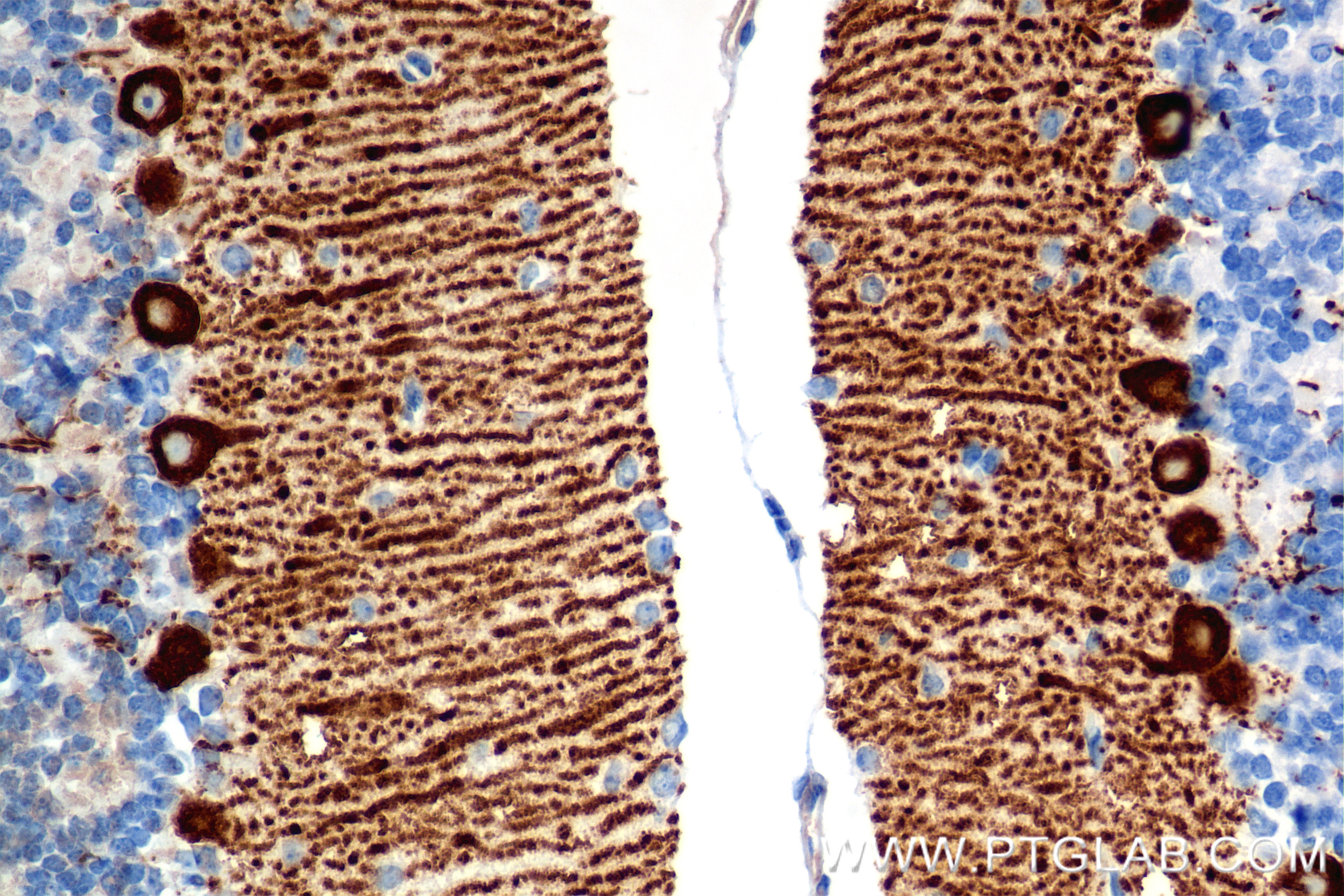 Immunohistochemistry (IHC) staining of mouse cerebellum tissue using PDRG1 Recombinant antibody (85851-4-RR)