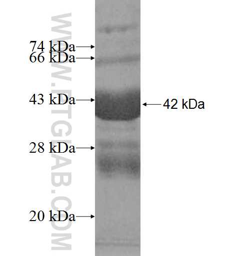 PDRG1 fusion protein Ag9109 SDS-PAGE