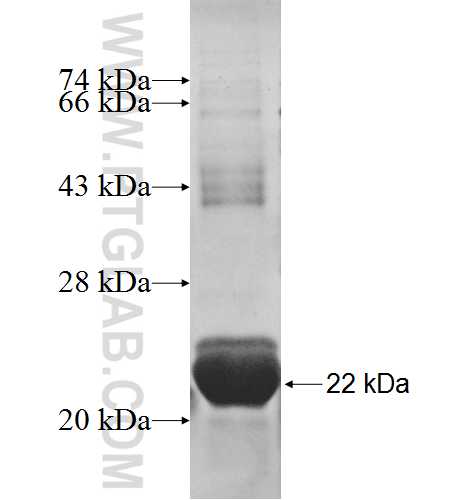 PDRG1 fusion protein Ag9251 SDS-PAGE