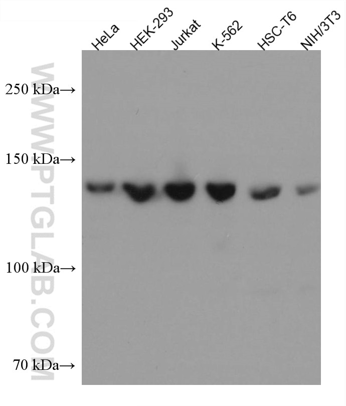 Western Blot (WB) analysis of various lysates using PDS5A Monoclonal antibody (67520-1-Ig)
