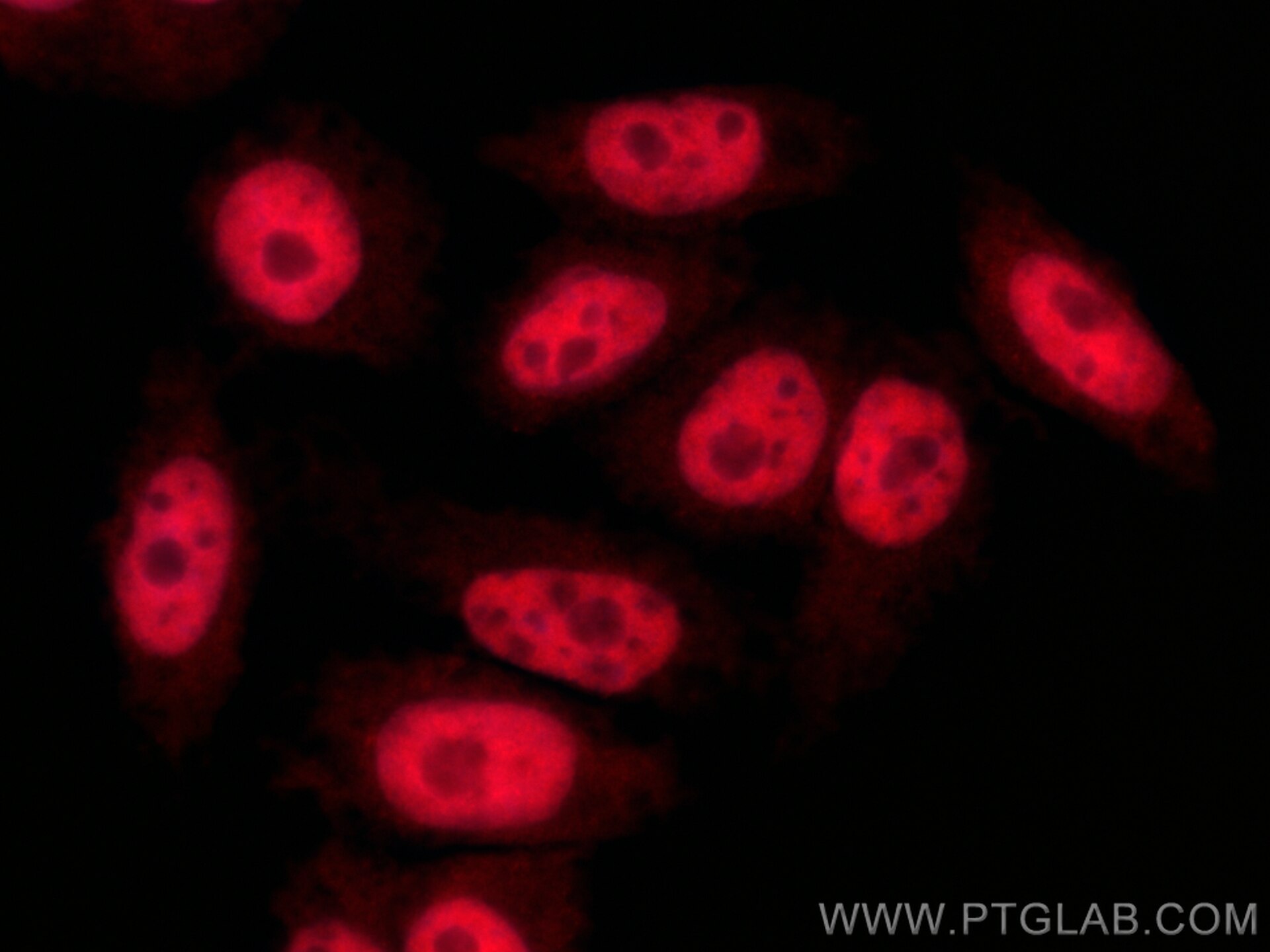 IF Staining of HepG2 using CL594-67520