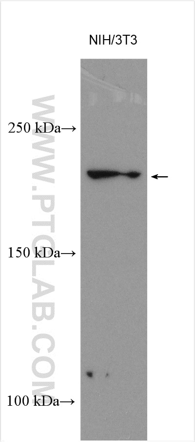 Western Blot (WB) analysis of various lysates using PDS5B Polyclonal antibody (18796-1-AP)