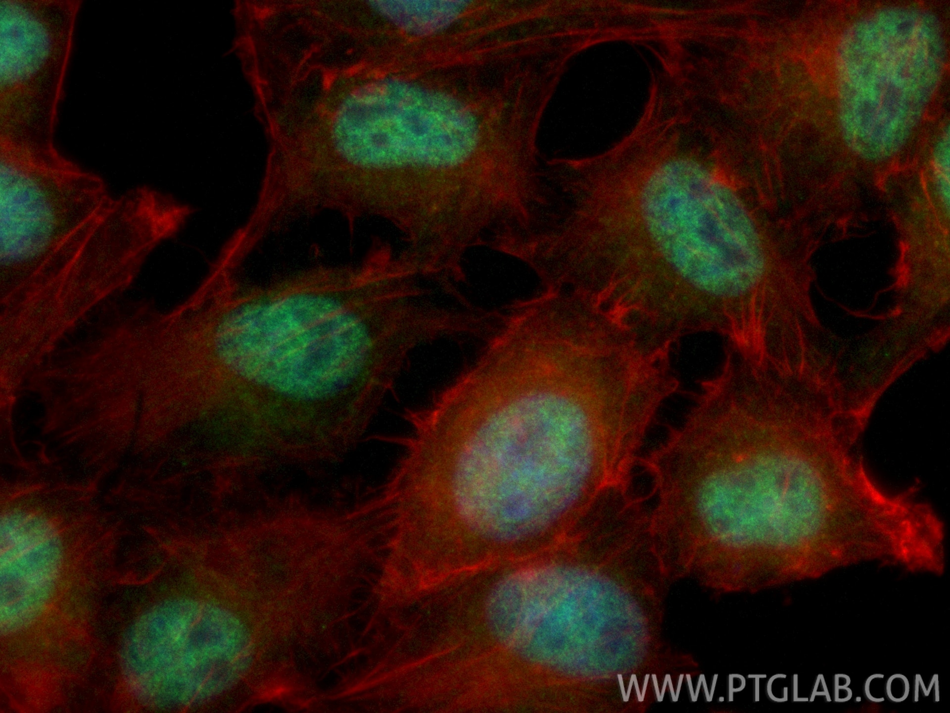 Immunofluorescence (IF) / fluorescent staining of HepG2 cells using CoraLite® Plus 488-conjugated PDS5B Recombinant mo (CL488-86088-2)