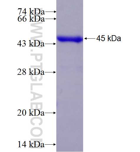 PDS5B fusion protein Ag27977 SDS-PAGE
