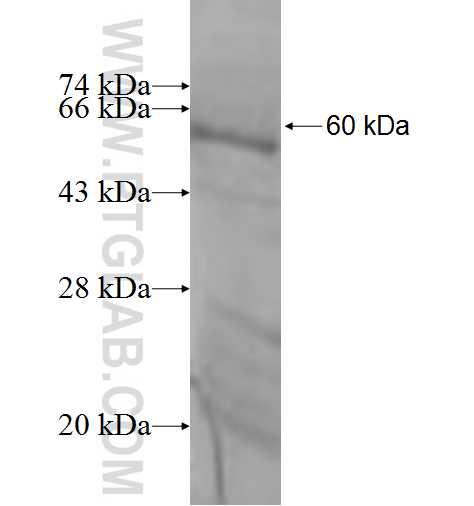 PDS5B fusion protein Ag3800 SDS-PAGE