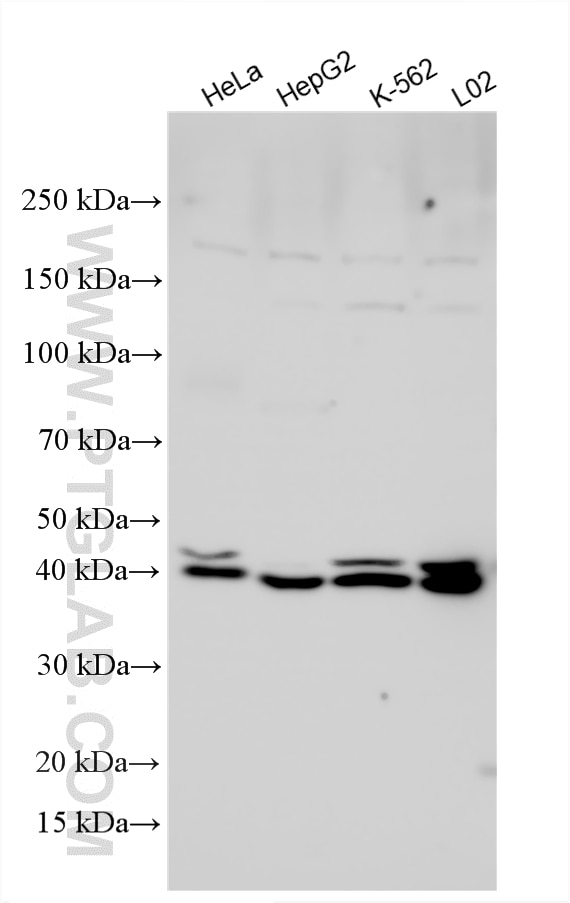 WB analysis using 33109-1-AP (same clone as 33109-1-PBS) Western Blot (WB) analysis of various lysates using PDSS1 Polyclonal antibody (33109-1-AP)
