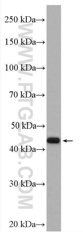Western Blot (WB) analysis of BxPC-3 cells using PDX1 Polyclonal antibody (20989-1-AP)