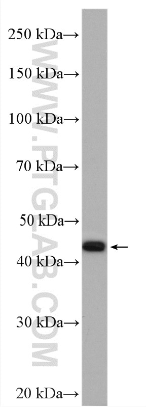 WB analysis of BxPC-3 using 20989-1-AP