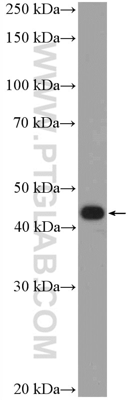 Western Blot (WB) analysis of PC-3 cells using PDX1 Polyclonal antibody (20989-1-AP)