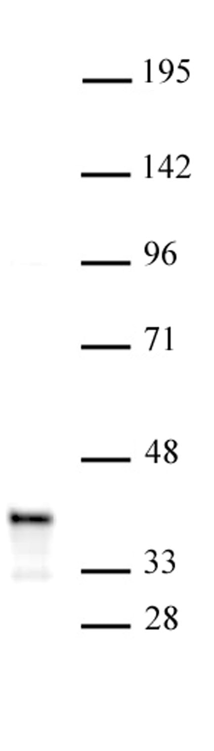 PDX1 antibody (pAb) tested by Western blot. PDX1 detection by Western blot. The analysis was performed using 30 ug Caco-2 nuclear cell extract and PDX1 at a 1:500 dilution.