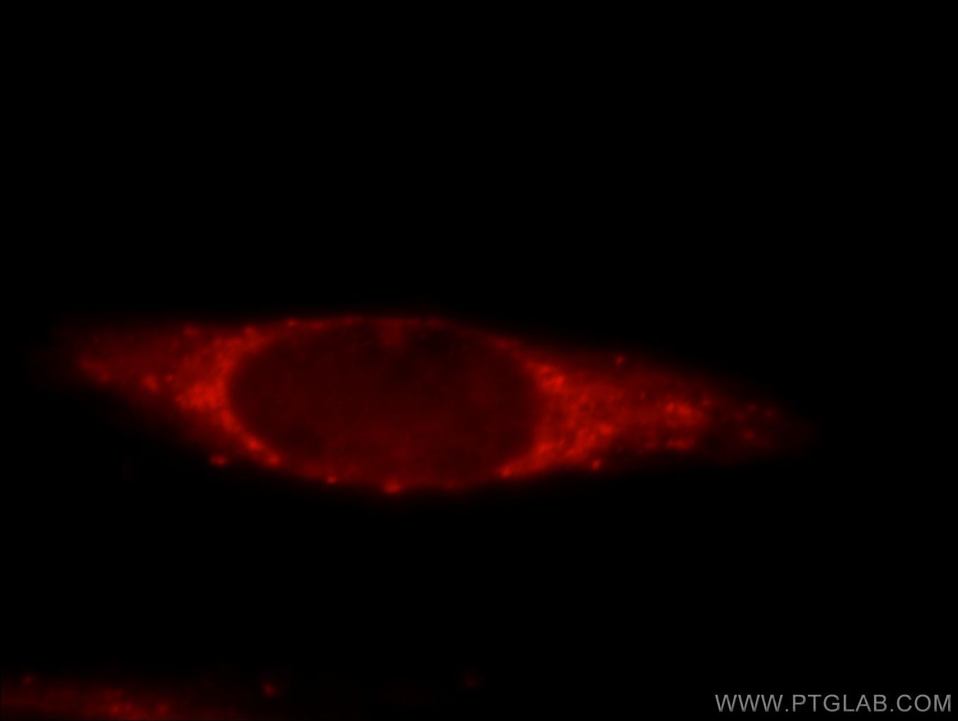 Immunofluorescence (IF) / fluorescent staining of HeLa cells using PDXDC1 Polyclonal antibody (21021-1-AP)