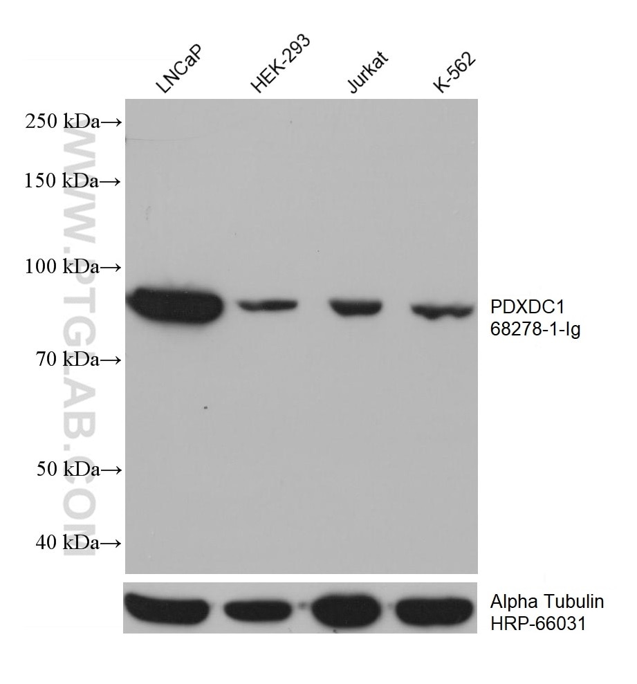 Western Blot (WB) analysis of various lysates using PDXDC1 Monoclonal antibody (68278-1-Ig)
