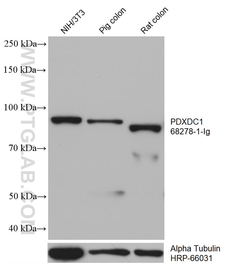 Western Blot (WB) analysis of various lysates using PDXDC1 Monoclonal antibody (68278-1-Ig)