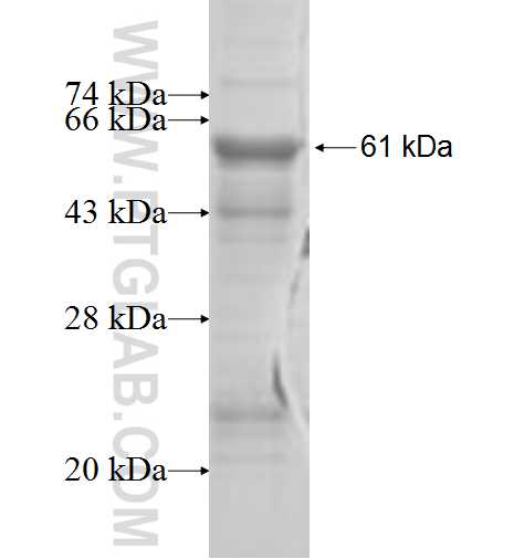 PDXK fusion protein Ag7451 SDS-PAGE
