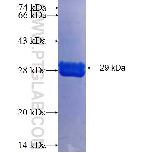 PDYN fusion protein Ag24161 SDS-PAGE