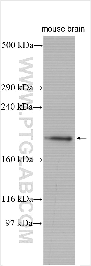 Western Blot (WB) analysis of mouse brain tissue using PDZ-GEF2 Polyclonal antibody (24583-1-AP)