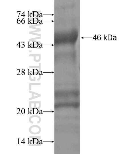 PDZ-GEF2 fusion protein Ag20325 SDS-PAGE