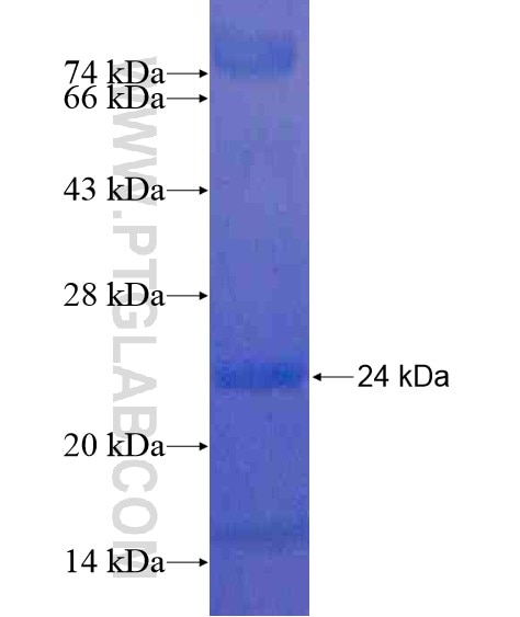 PDZ-GEF2 fusion protein Ag20340 SDS-PAGE