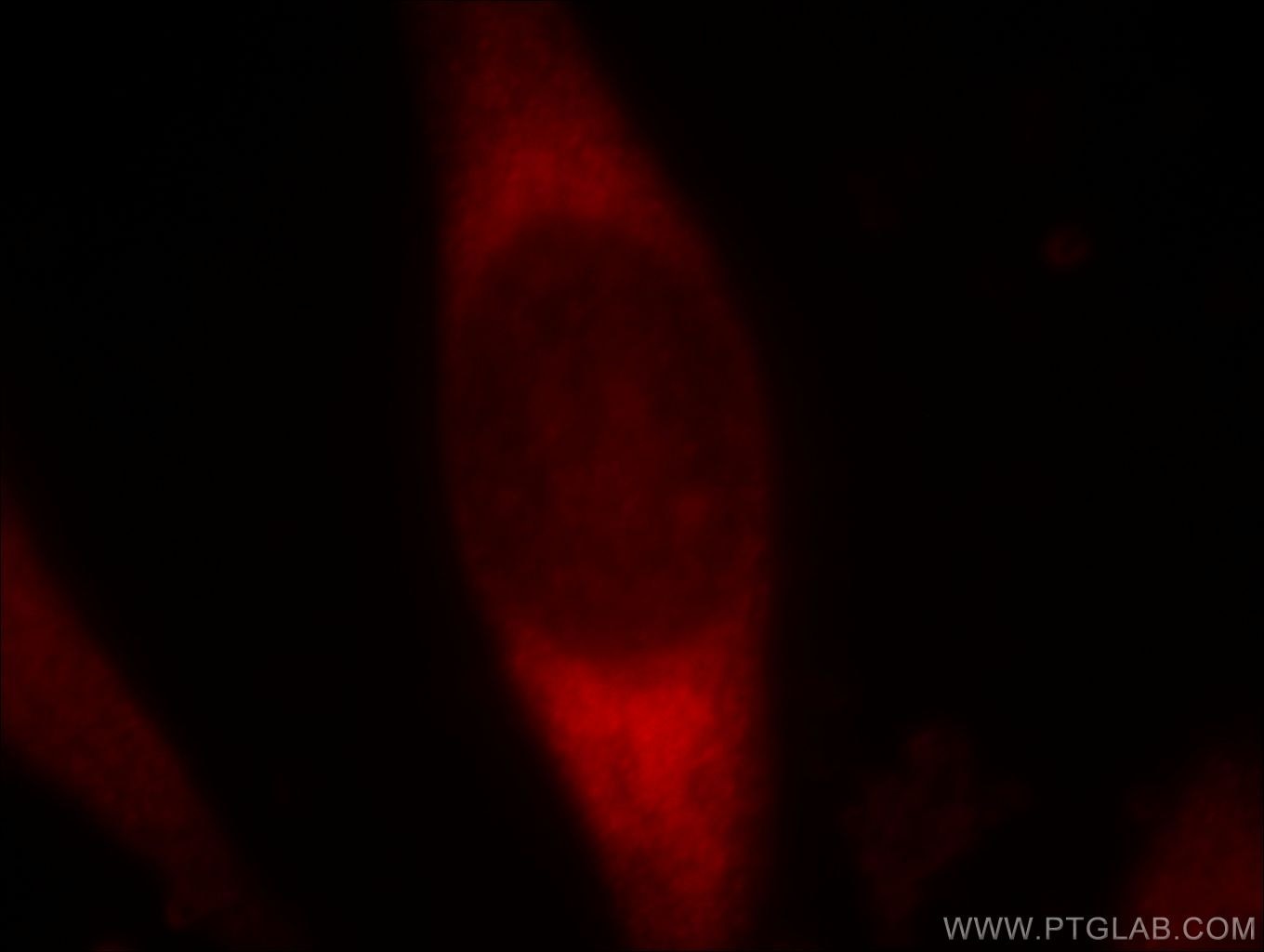 Immunofluorescence (IF) / fluorescent staining of HeLa cells using PDZD2 Polyclonal antibody (20039-1-AP)