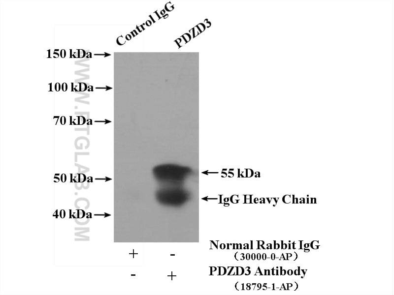 Immunoprecipitation (IP) experiment of mouse kidney tissue using PDZD3 Polyclonal antibody (18795-1-AP)