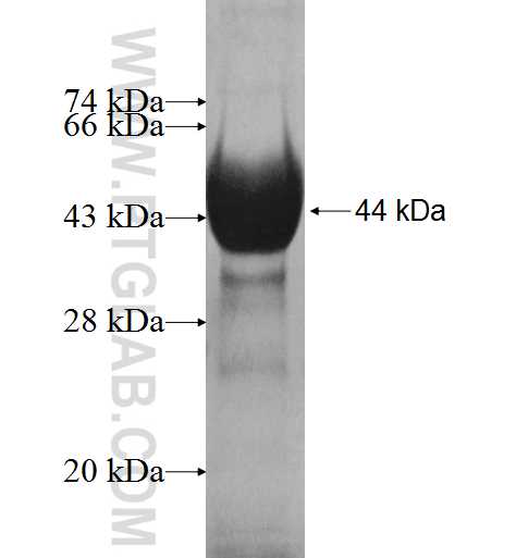 PDZD3 fusion protein Ag6931 SDS-PAGE