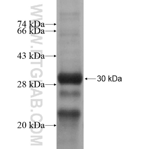 PDZD4 fusion protein Ag13971 SDS-PAGE