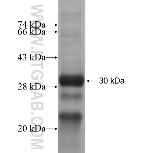 PDZD4 fusion protein Ag13971 SDS-PAGE