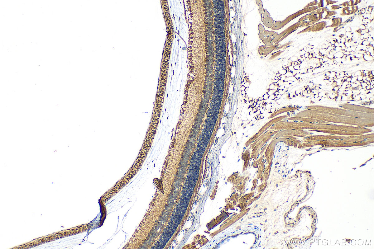 Immunohistochemistry (IHC) staining of mouse eye tissue using PDZD7 Polyclonal antibody (21084-1-AP)