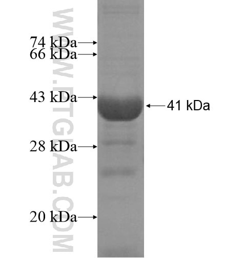 PDZD7 fusion protein Ag15318 SDS-PAGE