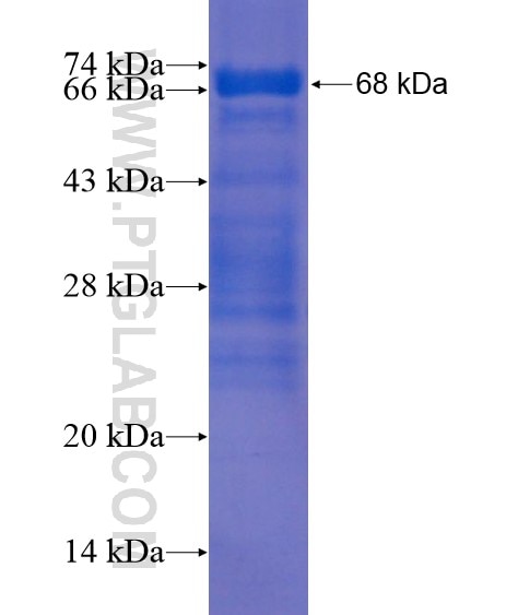 PDZD8 fusion protein Ag21914 SDS-PAGE