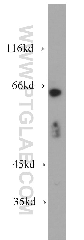 Western Blot (WB) analysis of HEK-293 cells using PDZK1 Polyclonal antibody (10507-2-AP)