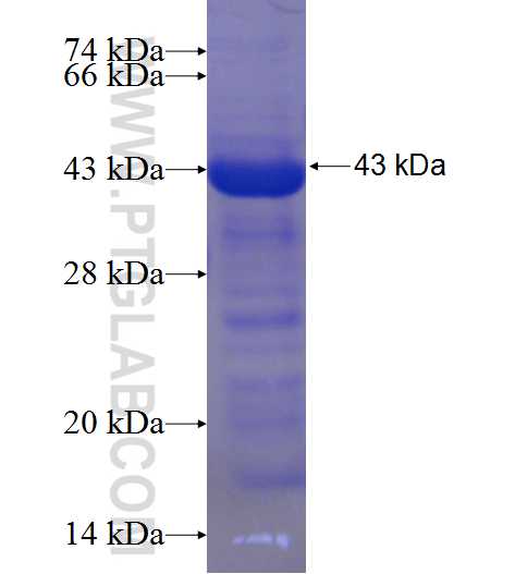 PDZK1 fusion protein Ag24218 SDS-PAGE