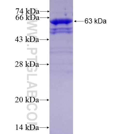 PDZK1 fusion protein Ag0787 SDS-PAGE