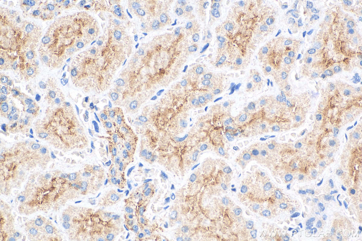 Immunohistochemistry (IHC) staining of human kidney tissue using MAP17 / PDZK1IP1 Polyclonal antibody (12518-1-AP)