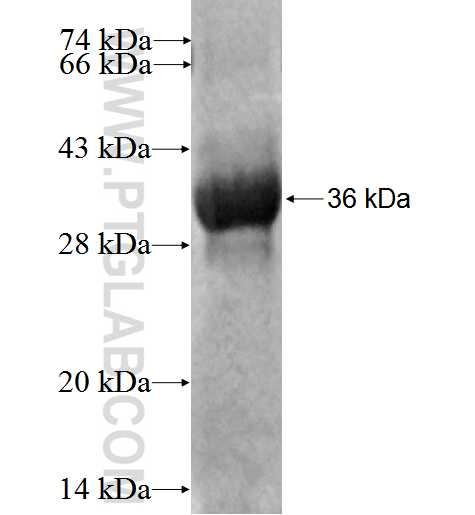 PDZK1IP1 fusion protein Ag3206 SDS-PAGE
