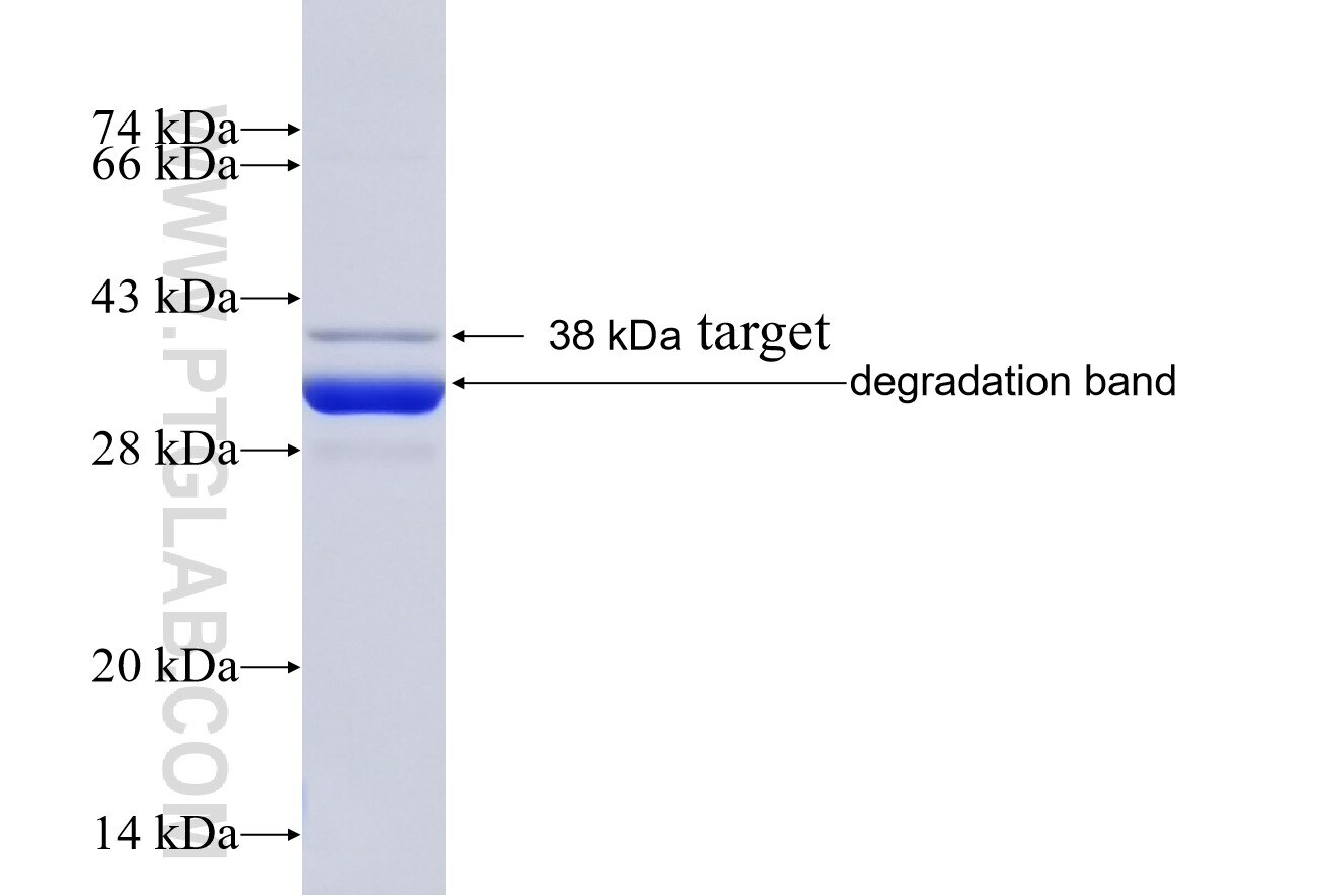 PDZK1IP1 fusion protein Ag3206 SDS-PAGE