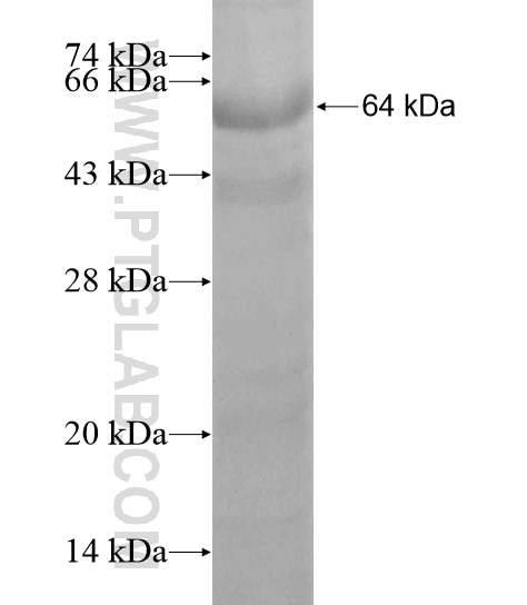 PDZRN3 fusion protein Ag19305 SDS-PAGE
