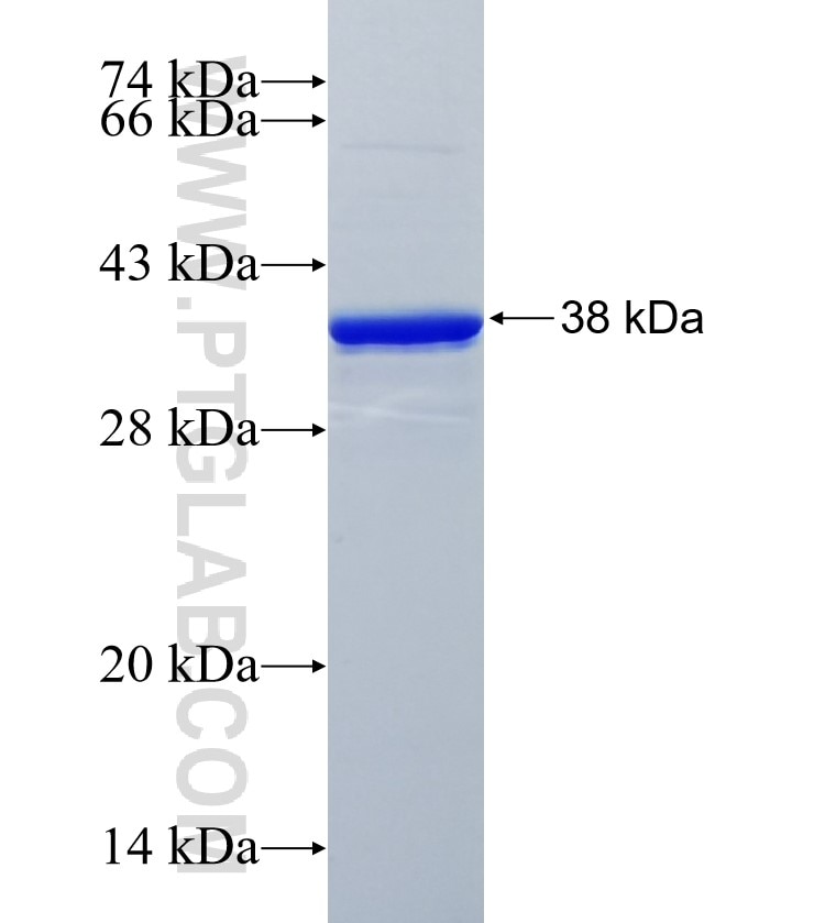 PDZRN4 fusion protein Ag35436 SDS-PAGE