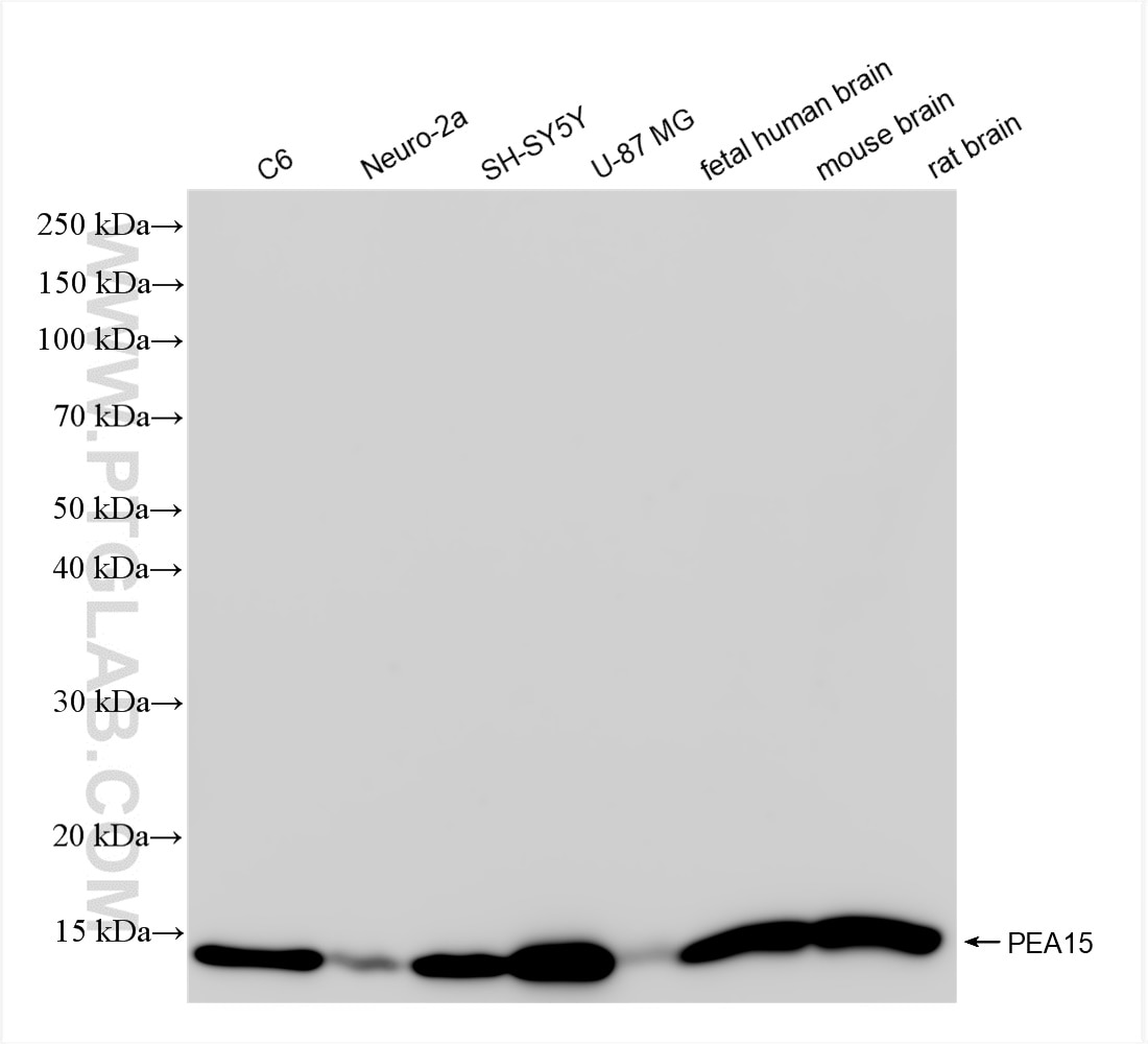 Western Blot (WB) analysis of various lysates using PEA15 Recombinant antibody (83958-2-RR)