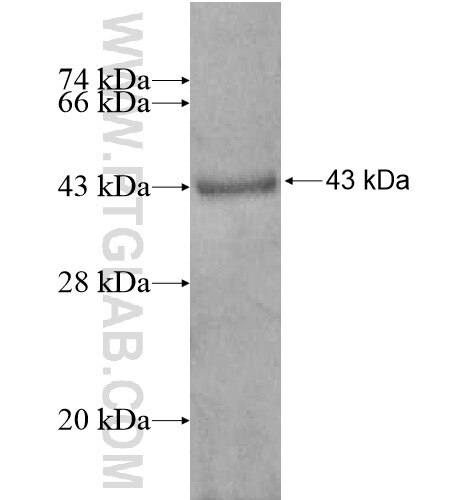 PEA15 fusion protein Ag13721 SDS-PAGE