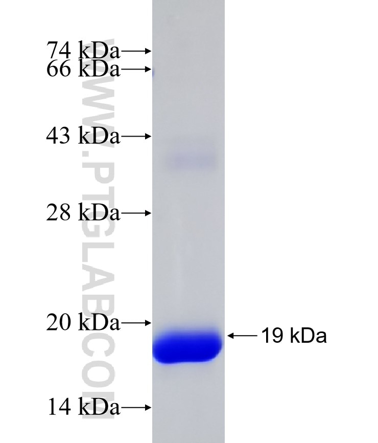PEA15 fusion protein Ag13782 SDS-PAGE