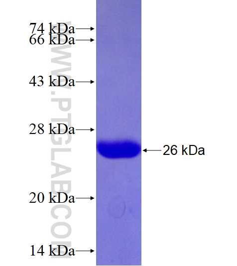 PEAR1 fusion protein Ag28059 SDS-PAGE