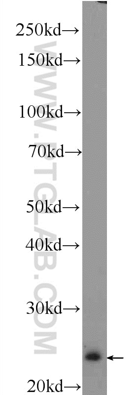 Western Blot (WB) analysis of mouse brain tissue using RKIP Polyclonal antibody (10575-1-AP)