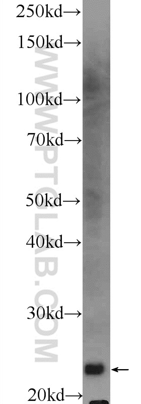 Western Blot (WB) analysis of mouse liver tissue using RKIP Polyclonal antibody (10575-1-AP)