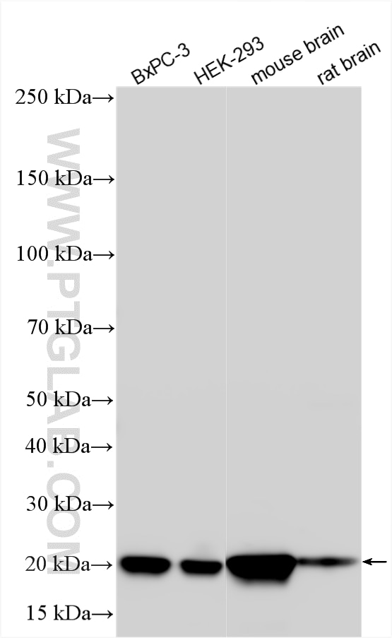 WB analysis using 10575-1-AP Western Blot (WB) analysis of various lysates using PEBP1/RKIP Polyclonal antibody (10575-1-AP)