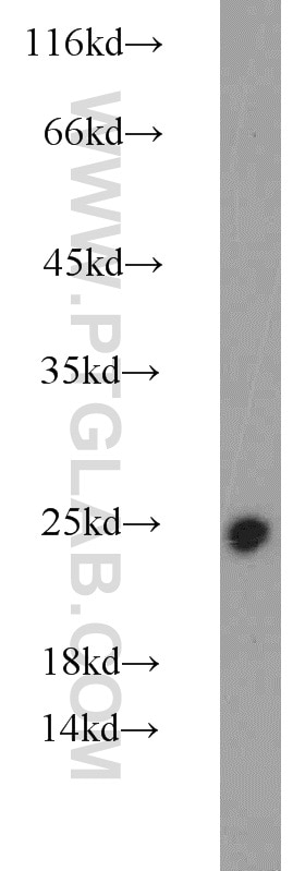 Western Blot (WB) analysis of mouse testis tissue using RKIP Polyclonal antibody (10575-1-AP)