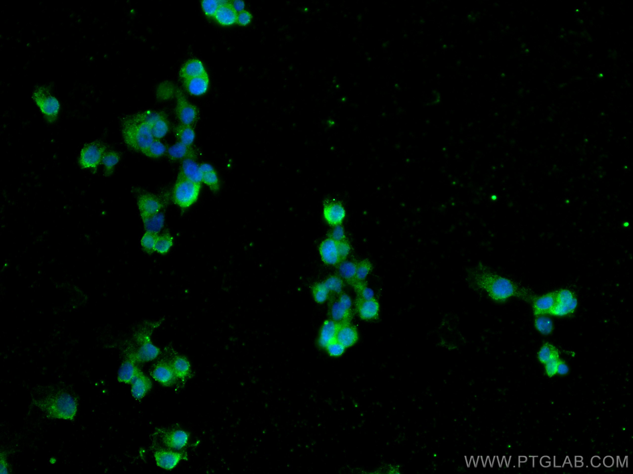 Immunofluorescence (IF) / fluorescent staining of PC-12 cells using PEBP1 Monoclonal antibody (66438-1-Ig)