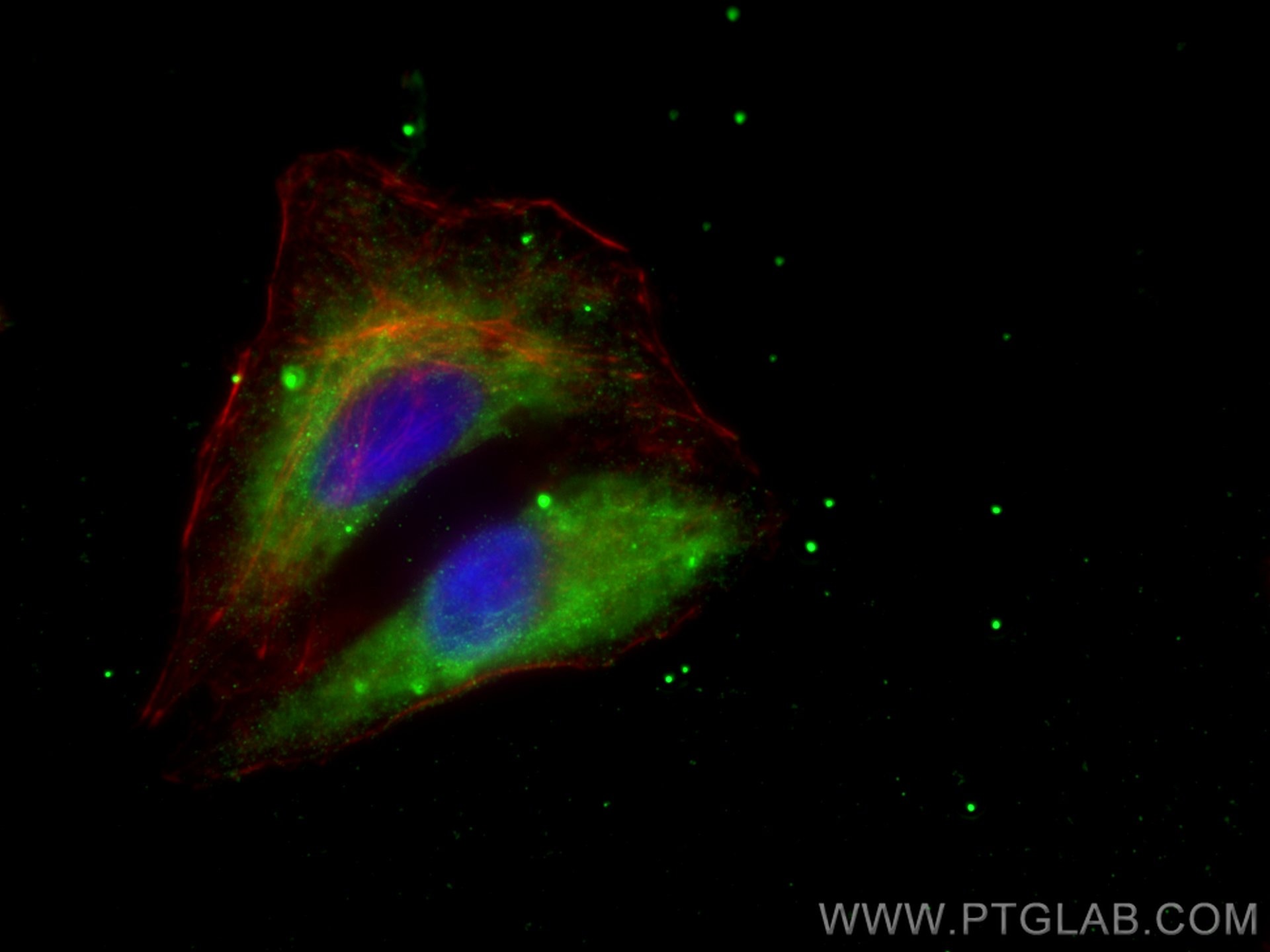 Immunofluorescence (IF) / fluorescent staining of A549 cells using PEBP1 Monoclonal antibody (66438-1-Ig)